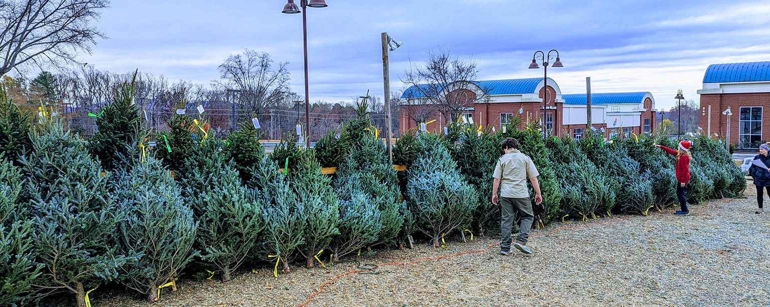 two scouts working in a Christmas tree lot